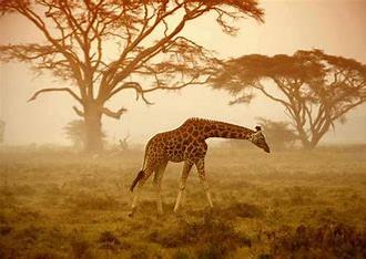 Giraffe on Savanna